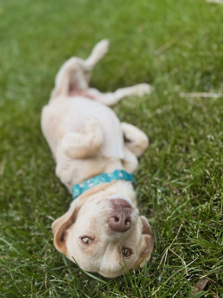 CC, Adoptable, Adult Female Dachshund.