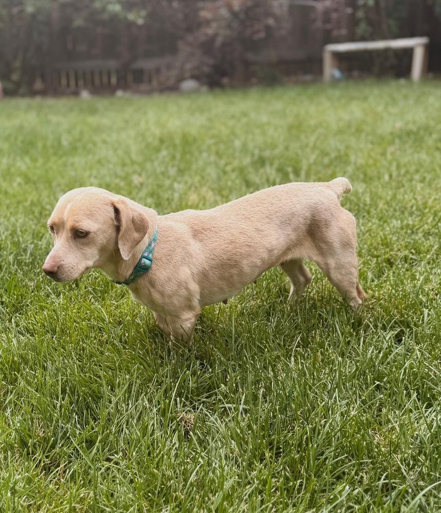 Enlarge CC, a Adoptable mixed breed in Parker, CO image 2/3