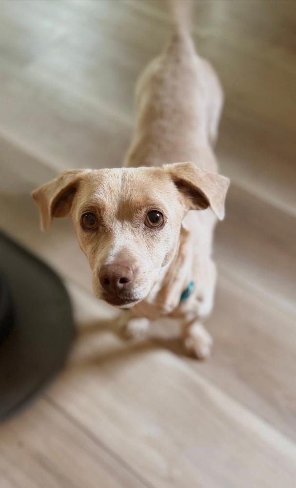 Enlarge CC, a Adoptable mixed breed in Parker, CO image 3/3