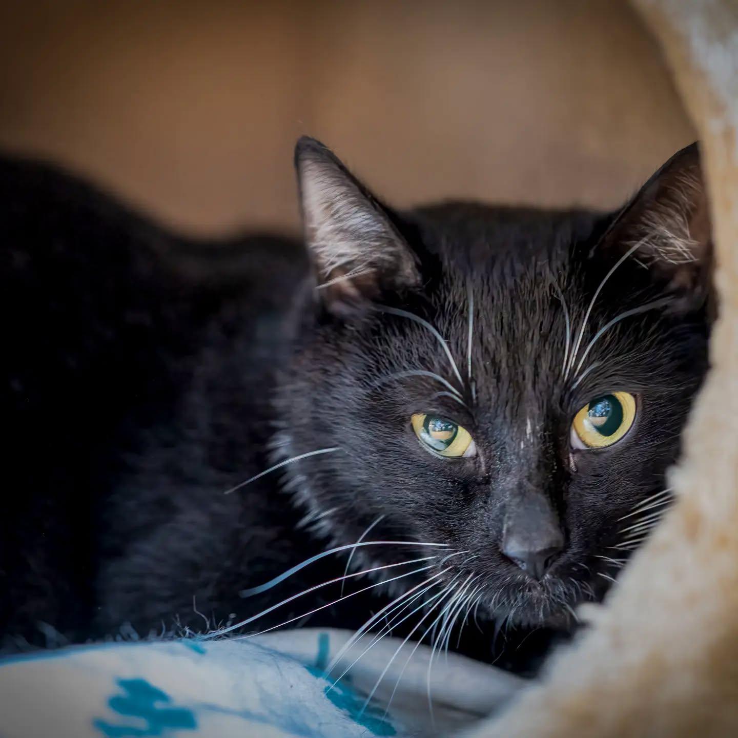 Enlarge Tucci, a Adoptable Tuxedo in HANSON, MA image 1/1