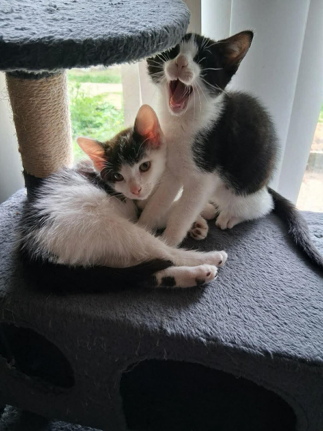 Dottie & Lottie, adopted, Kitten Female Domestic Short Hair.