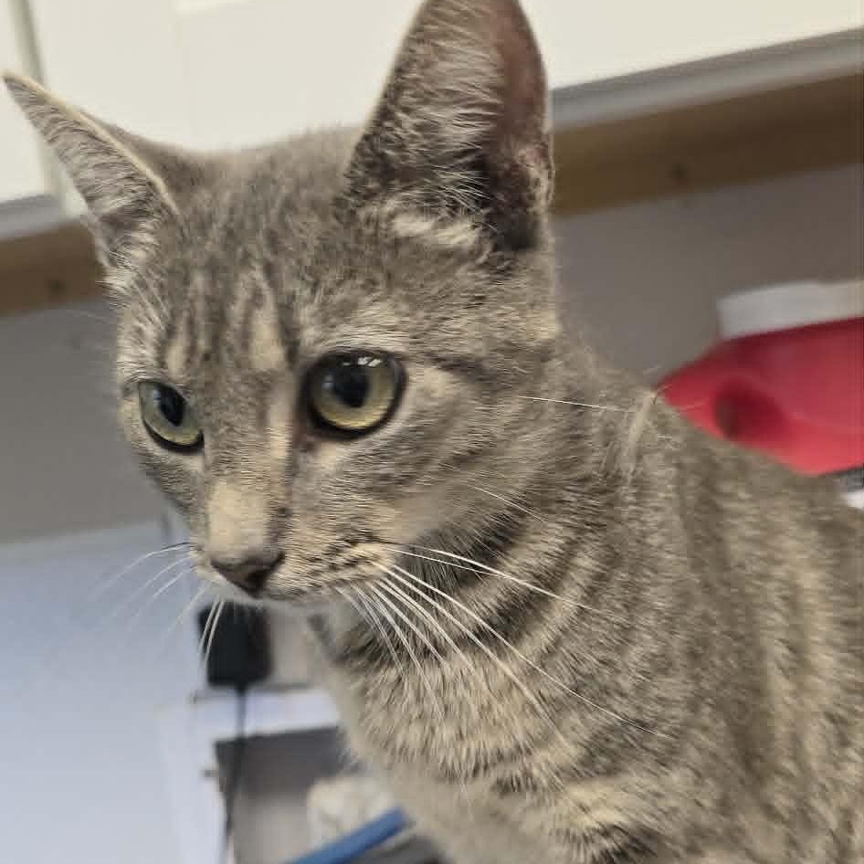 Enlarge Kitri, a Adoptable Domestic Short Hair in Orange, VA image 3/3