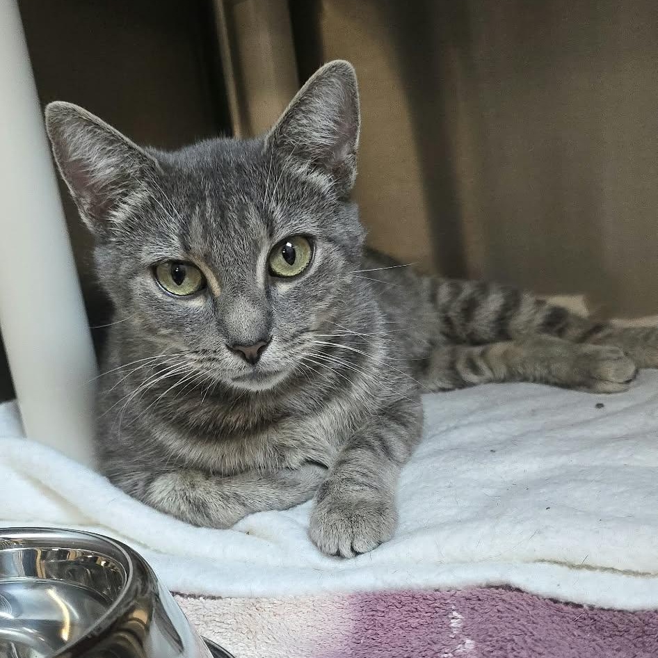 Kitri, Adoptable, Young Female Domestic Short Hair.