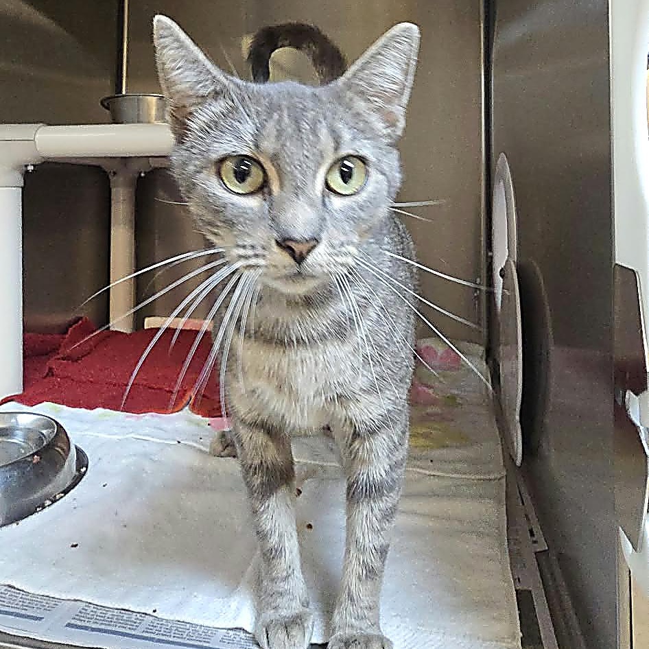 Enlarge Kitri, a Adoptable Domestic Short Hair in Orange, VA image 2/3