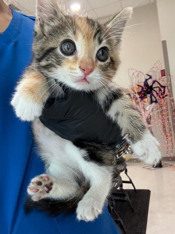 Kiara, Adoptable, Young Female Domestic Short Hair.