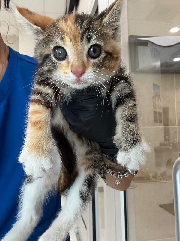 Enlarge Kiara, a Adoptable Domestic Short Hair in Hobbs, NM image 2/2
