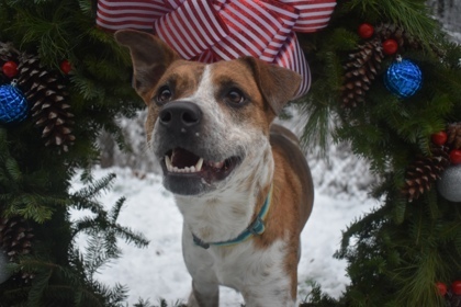 Enlarge Sosa, a Adopted Mixed Breed in Lewiston, ME image 1/1