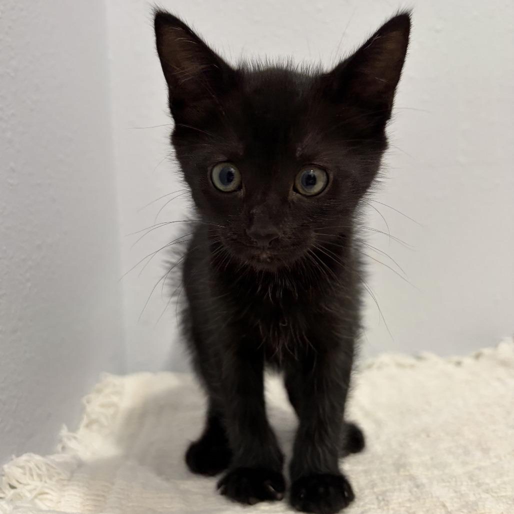 Jackeline, Adoptable, Kitten Female Domestic Short Hair.