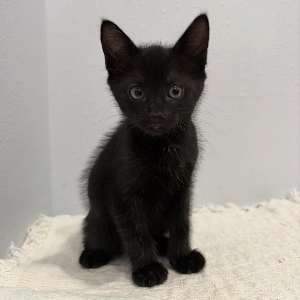 Enlarge Jackeline, a Adoptable Domestic Short Hair in Harlingen, TX image 2/4