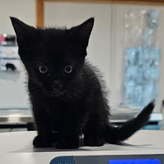 Enlarge Jackeline, a Adoptable Domestic Short Hair in Harlingen, TX image 3/4