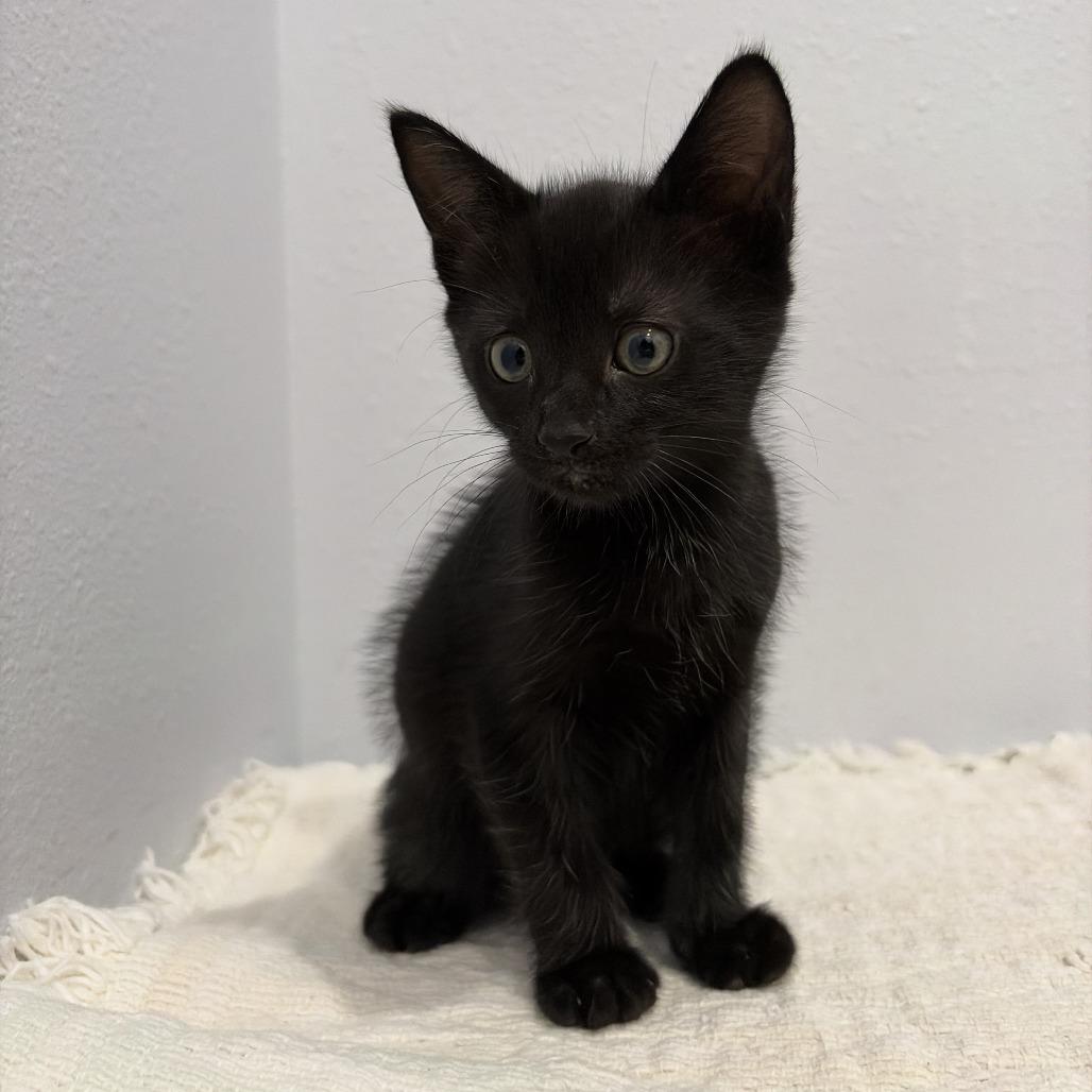 Enlarge Jackeline, a Adoptable Domestic Short Hair in Harlingen, TX image 4/4
