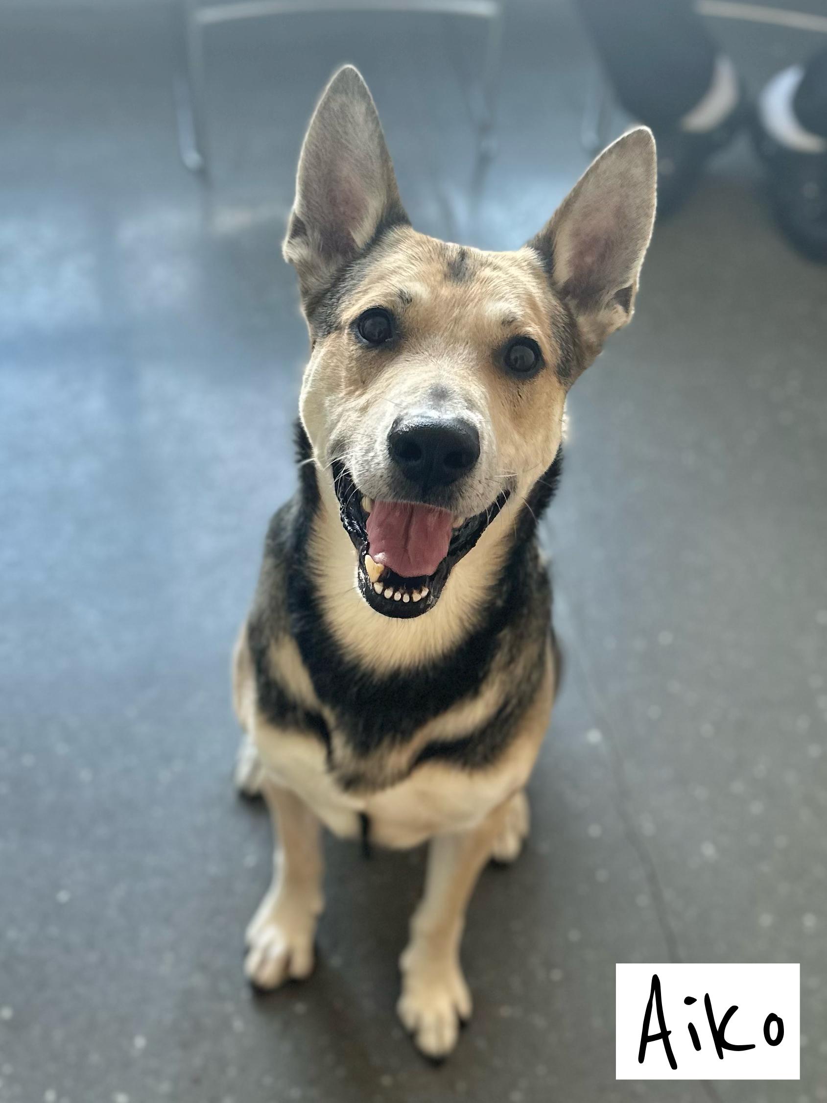 Aiko, Adult Male German Shepherd Dog