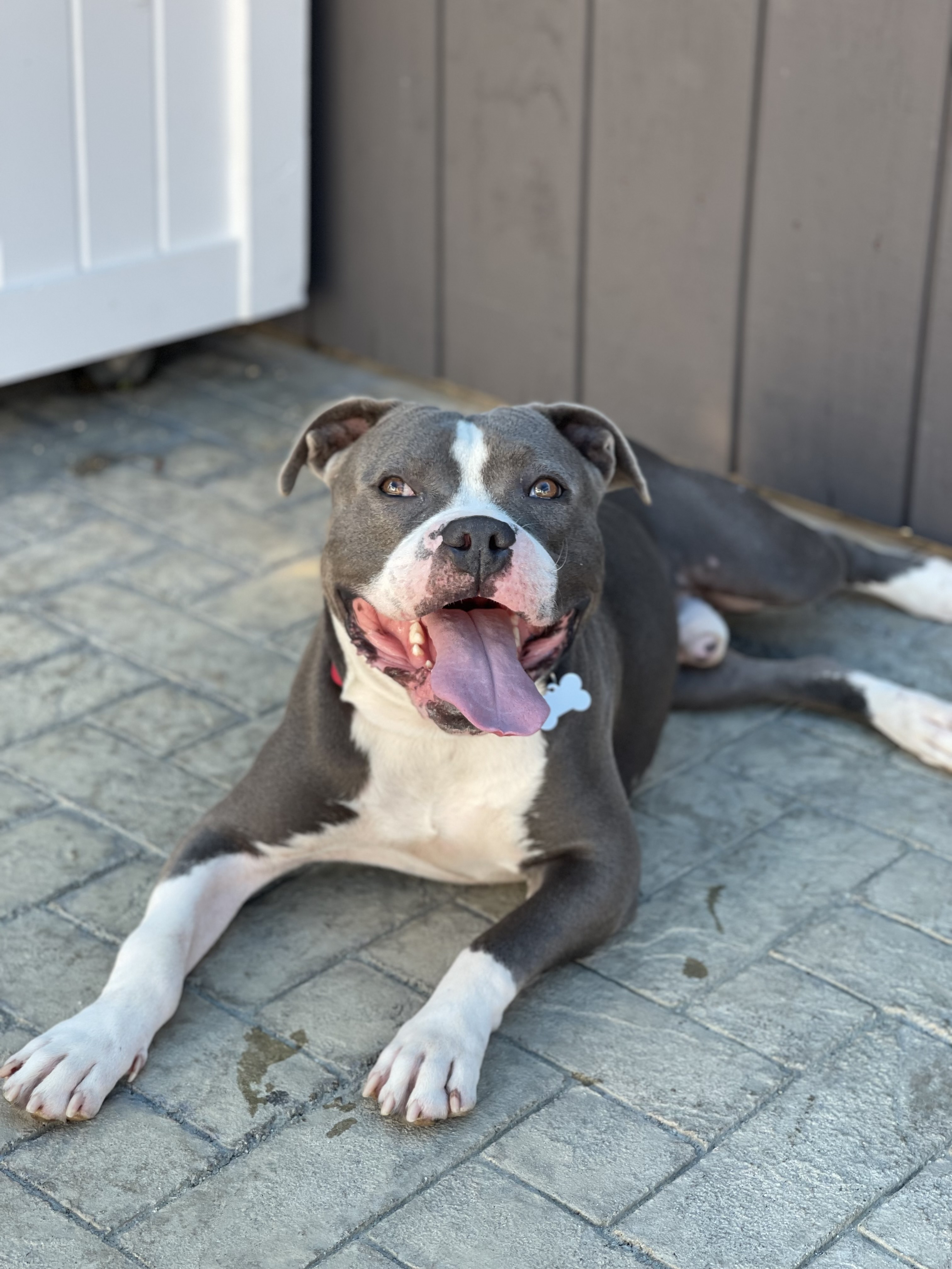 Enlarge Cedric, a Adoptable mixed breed in Santa Monica, CA image 3/6