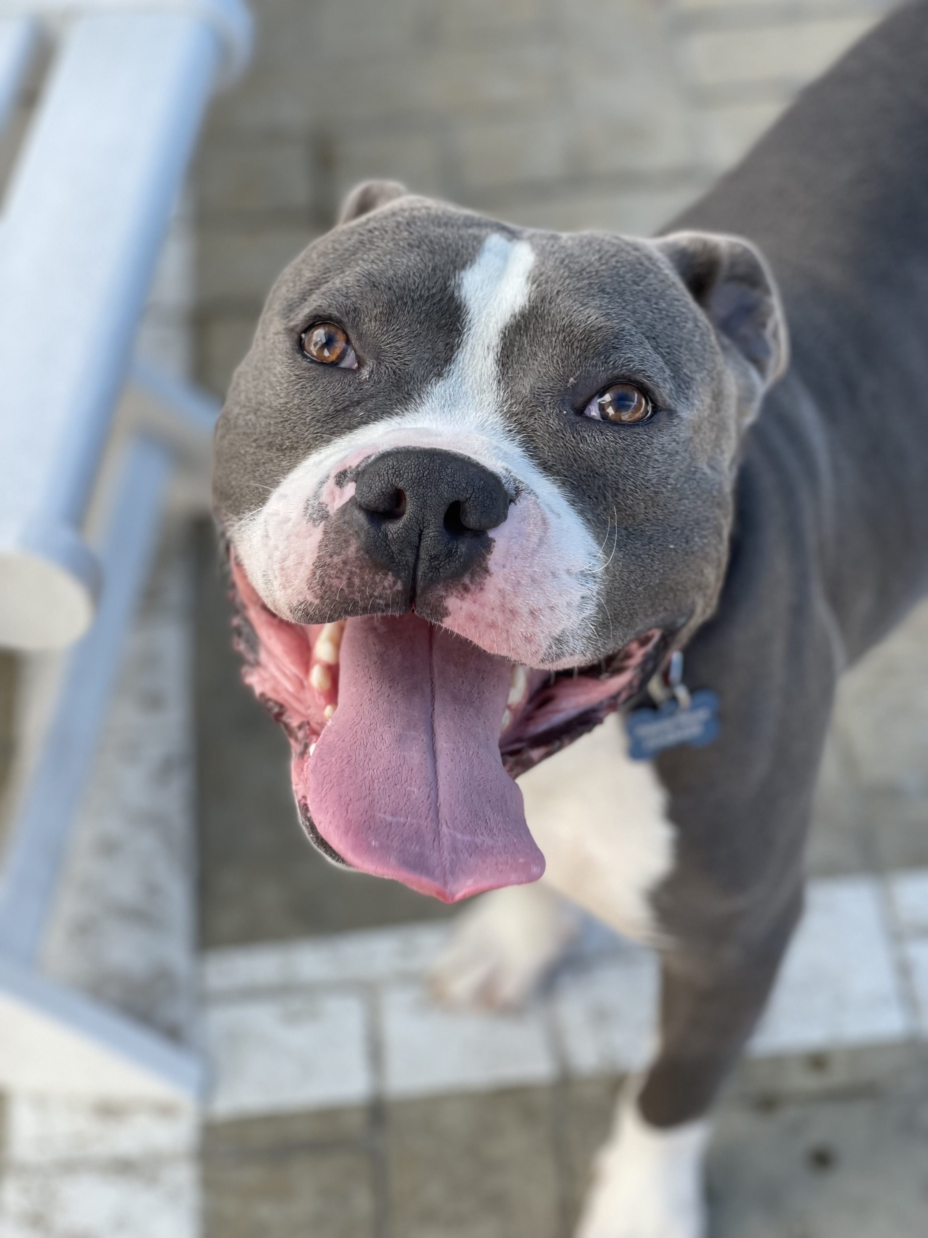 Enlarge Cedric, a Adoptable mixed breed in Santa Monica, CA image 6/6