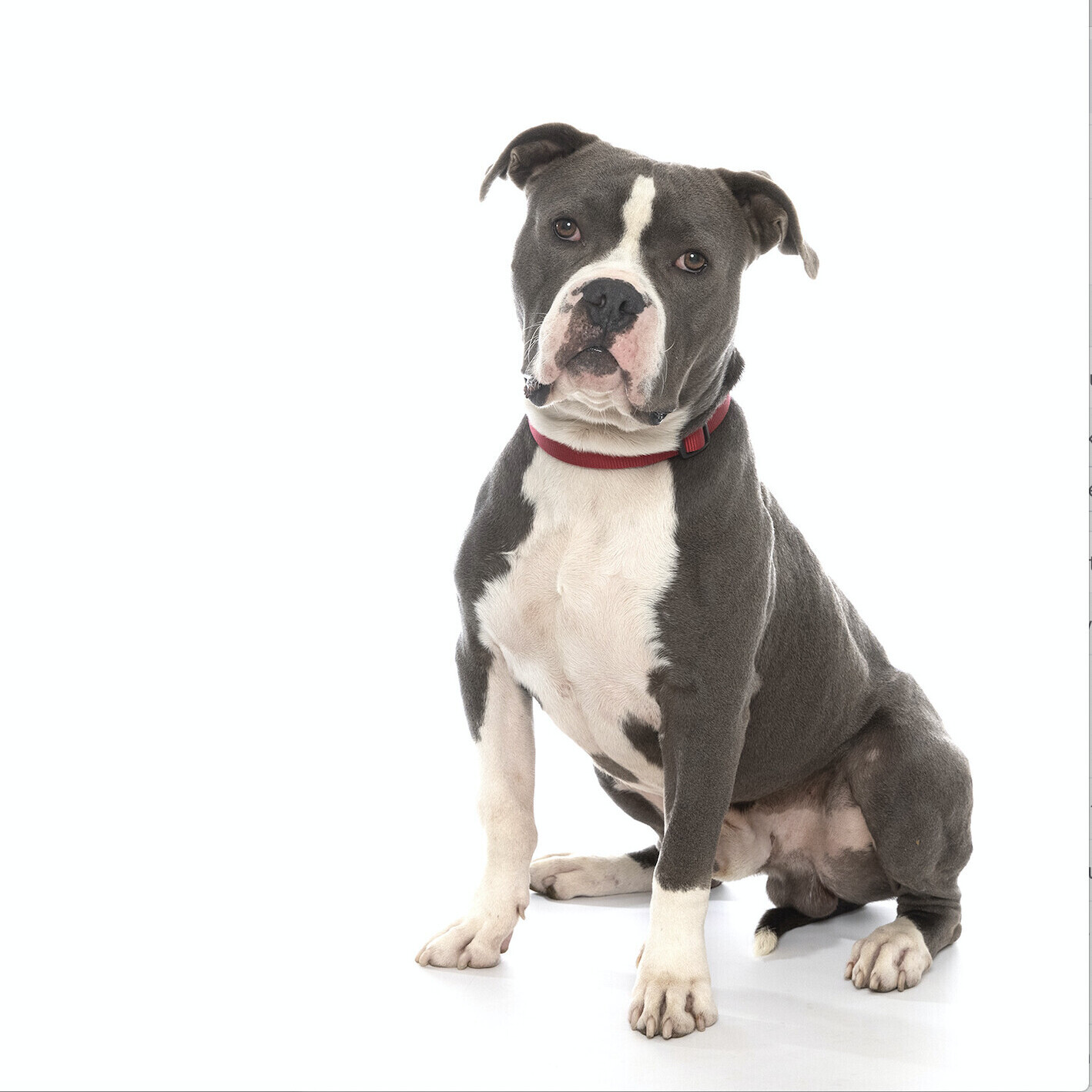 Enlarge Cedric, a Adoptable mixed breed in Santa Monica, CA image 5/6
