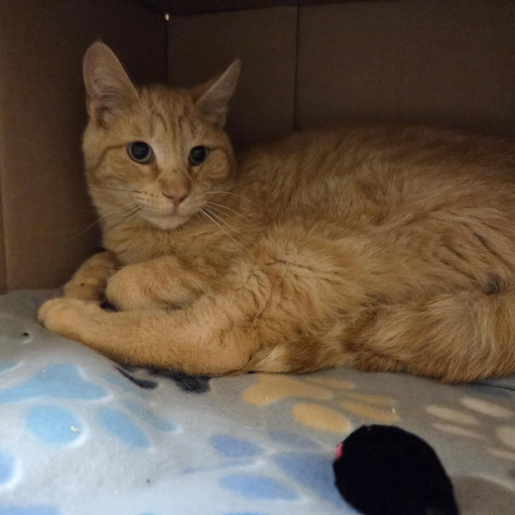 Jenga, Adoptable, Young Male Domestic Short Hair.