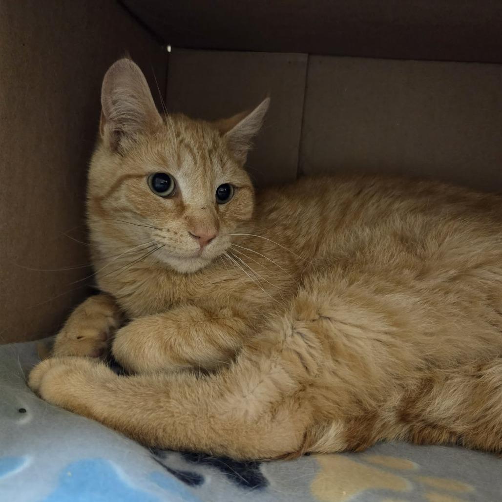 Enlarge Jenga, a Adoptable Domestic Short Hair in Ballston Spa, NY image 2/2