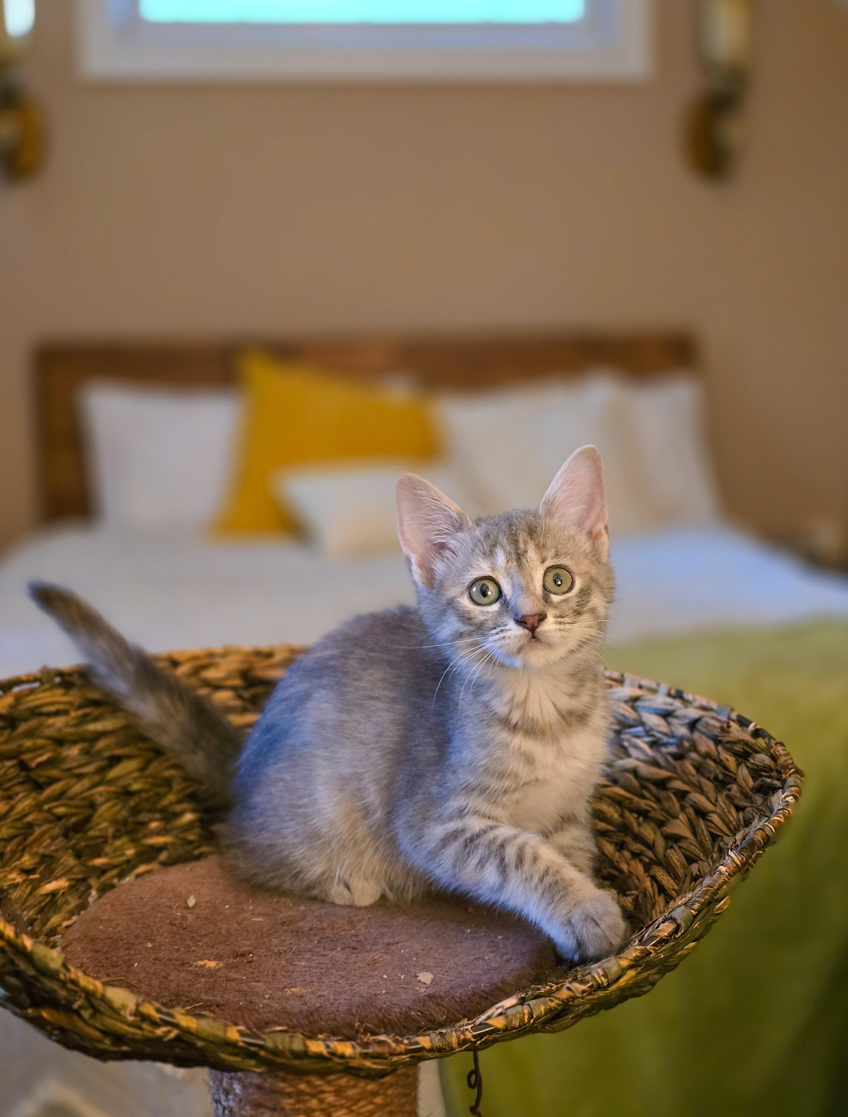 Piper photo 2