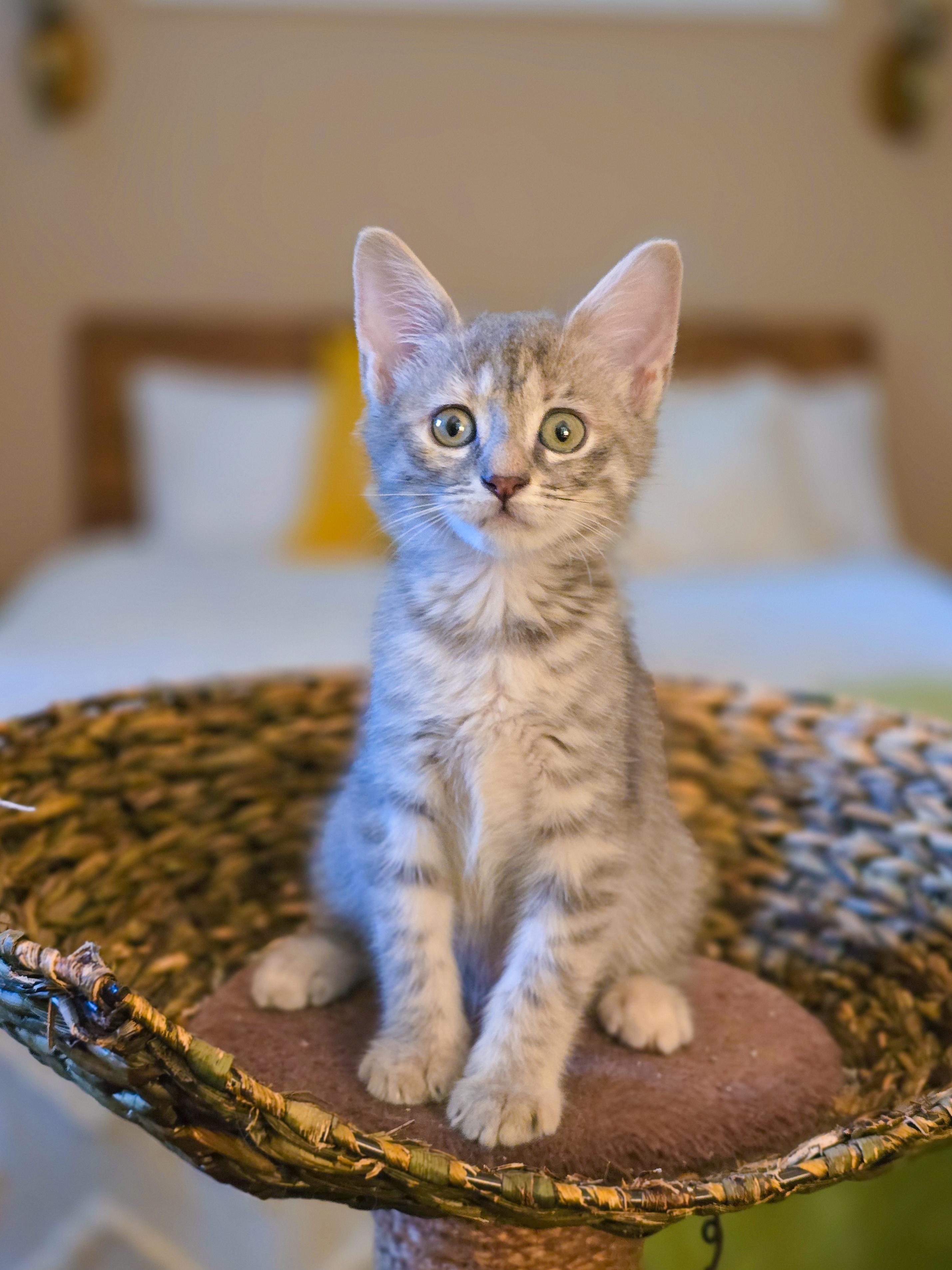 Piper