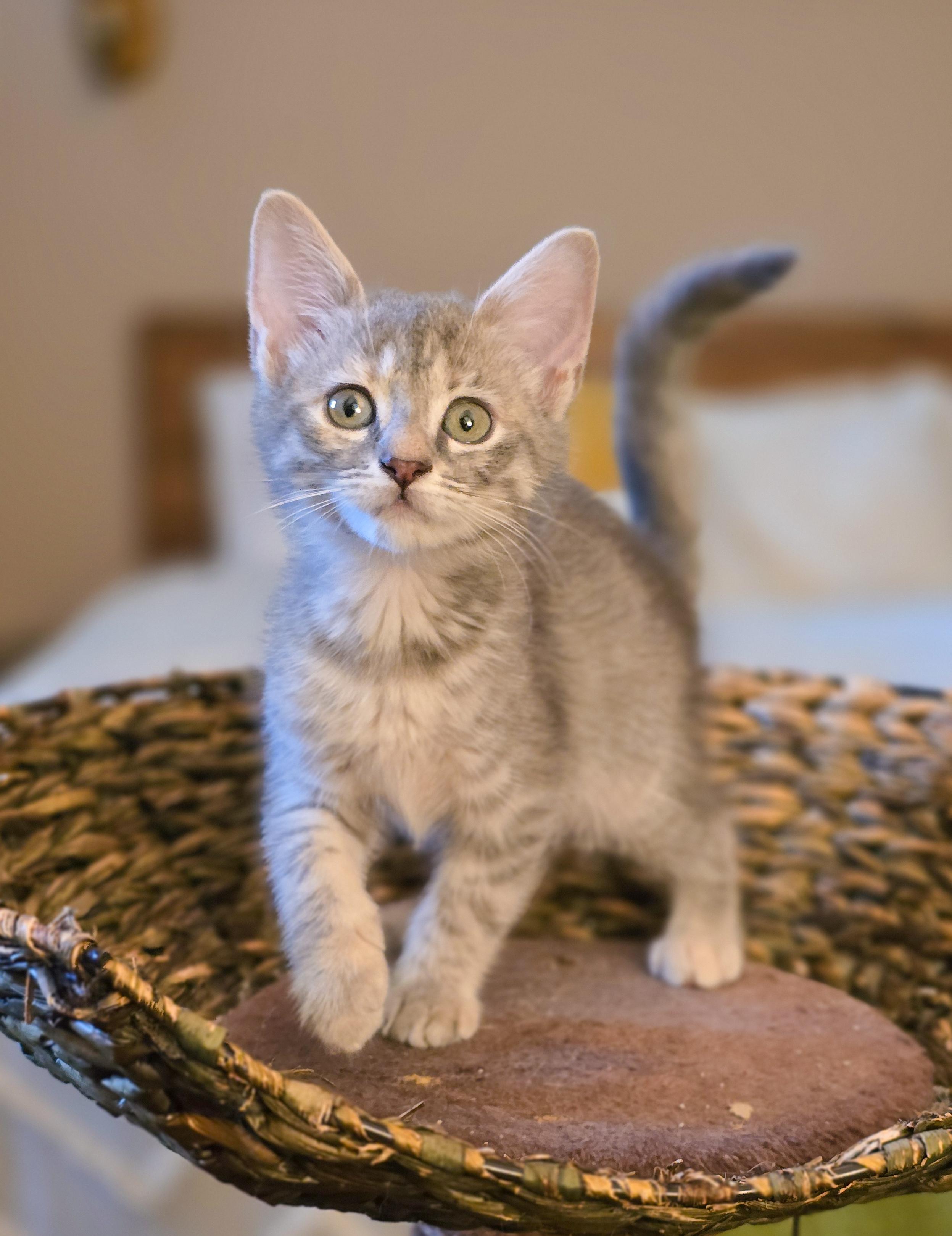 Piper photo 3