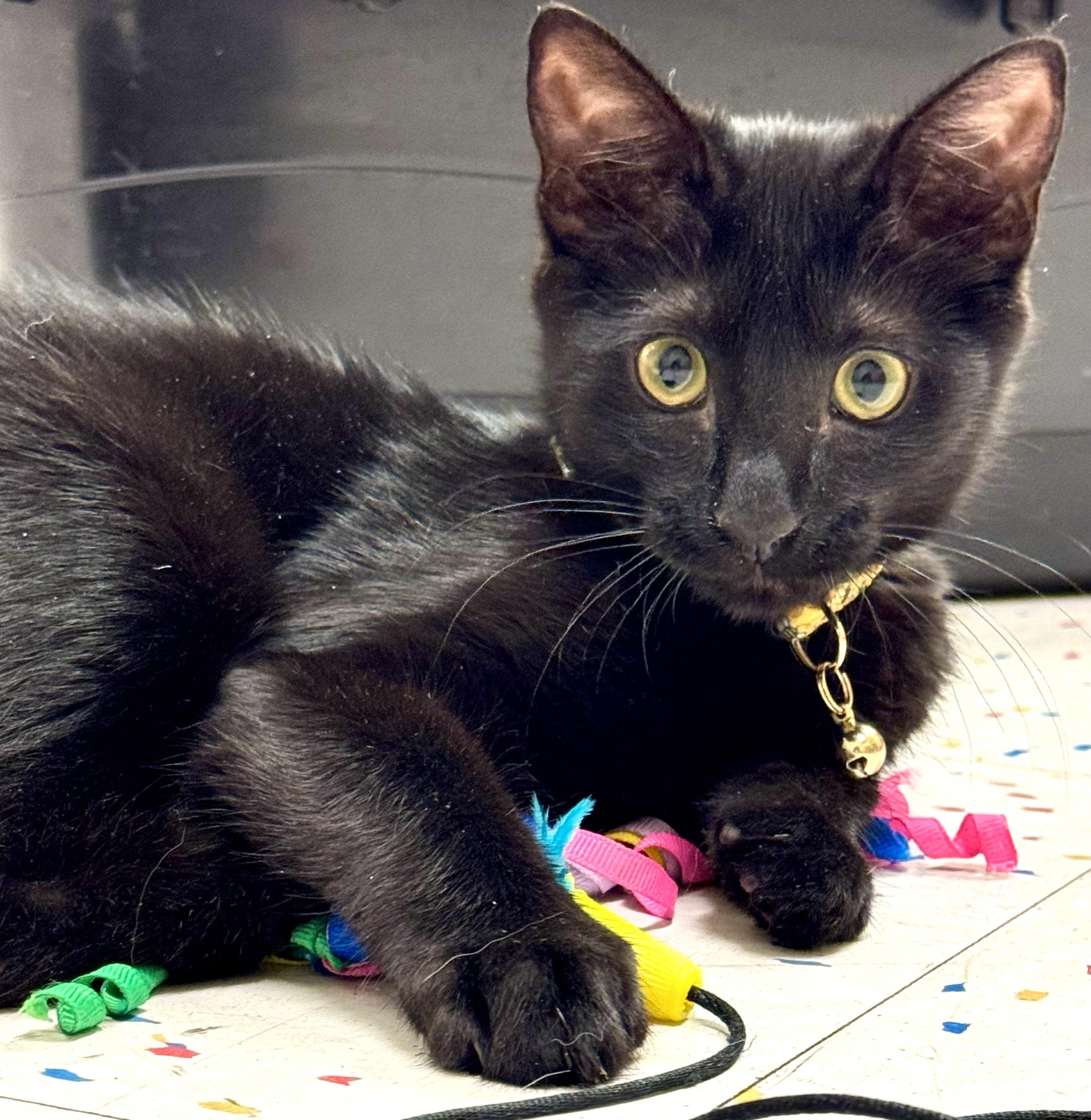 Enlarge Rhinolo, a Adopted Domestic Short Hair in Lynnwood, WA image 1/1
