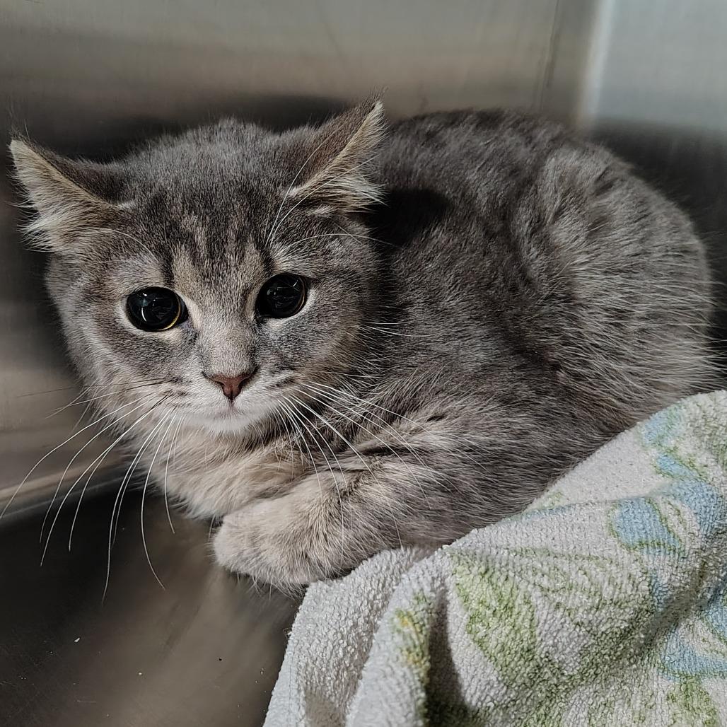 Silverado, Adoptable, Kitten Female Domestic Short Hair.