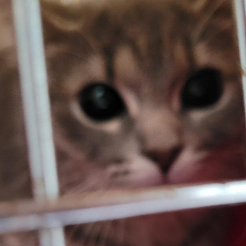 Enlarge Silverado, a Adoptable Domestic Short Hair in Coos Bay, OR image 2/4