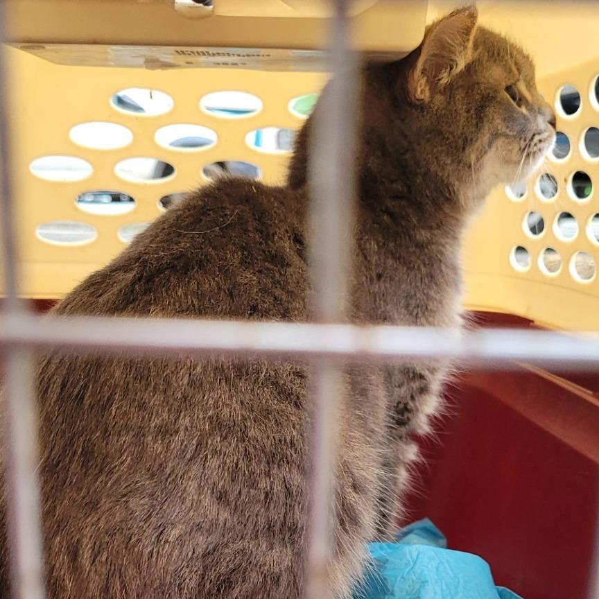 Enlarge Silverado, a Adoptable Domestic Short Hair in Coos Bay, OR image 3/4