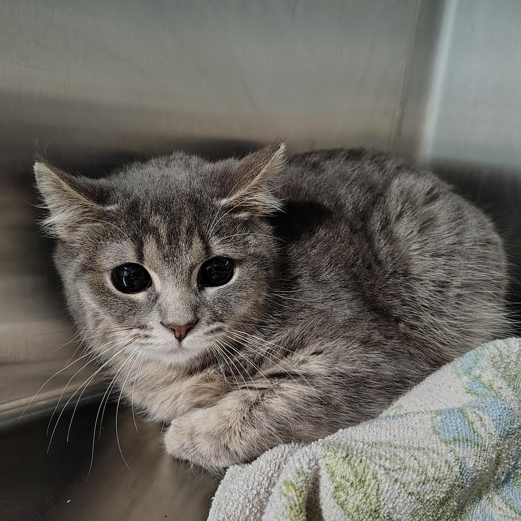 Enlarge Silverado, a Adoptable Domestic Short Hair in Coos Bay, OR image 4/4