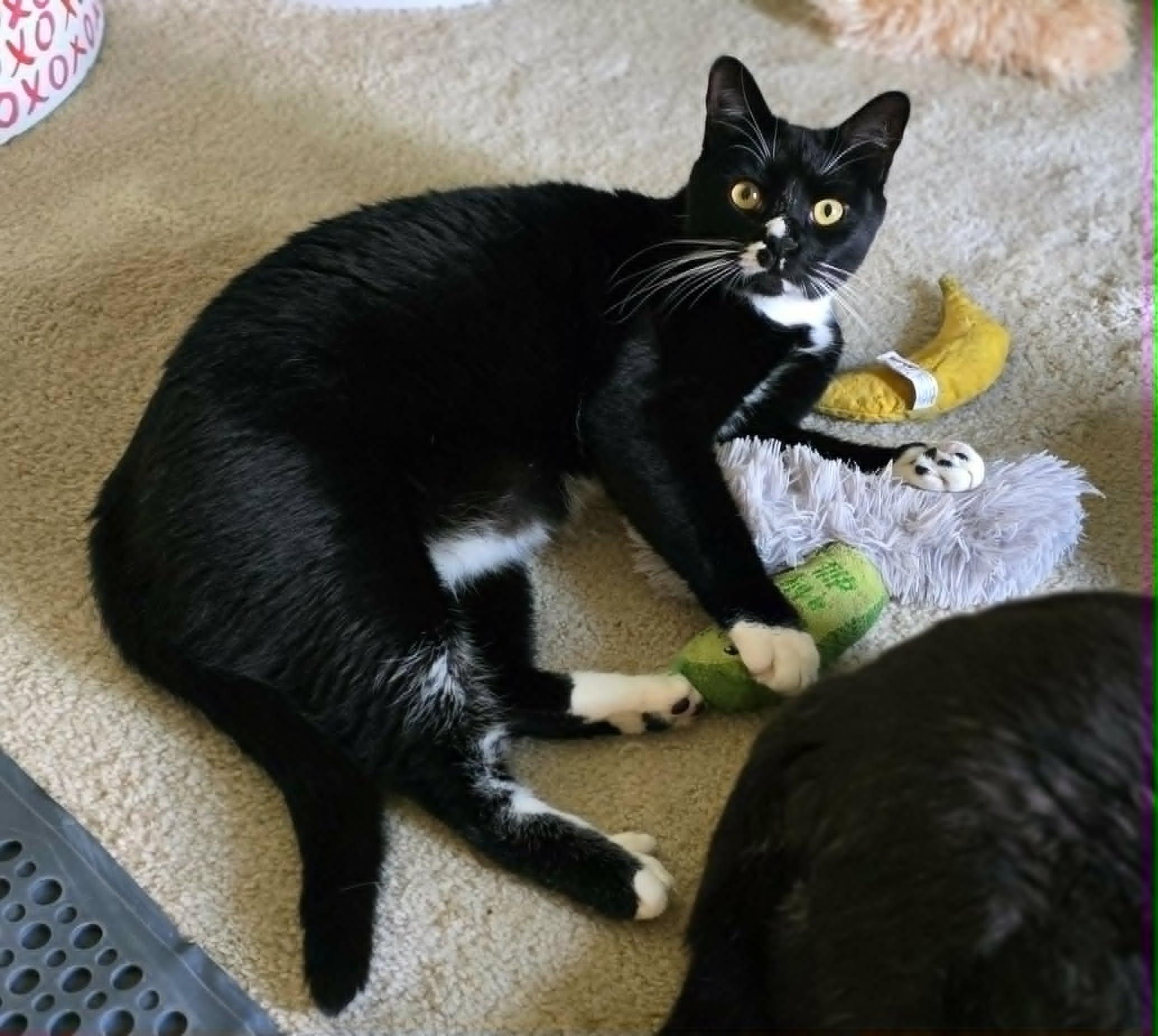 Spectacular Zander, an adopted mixed breed in Harrisburg, PA image 5/6