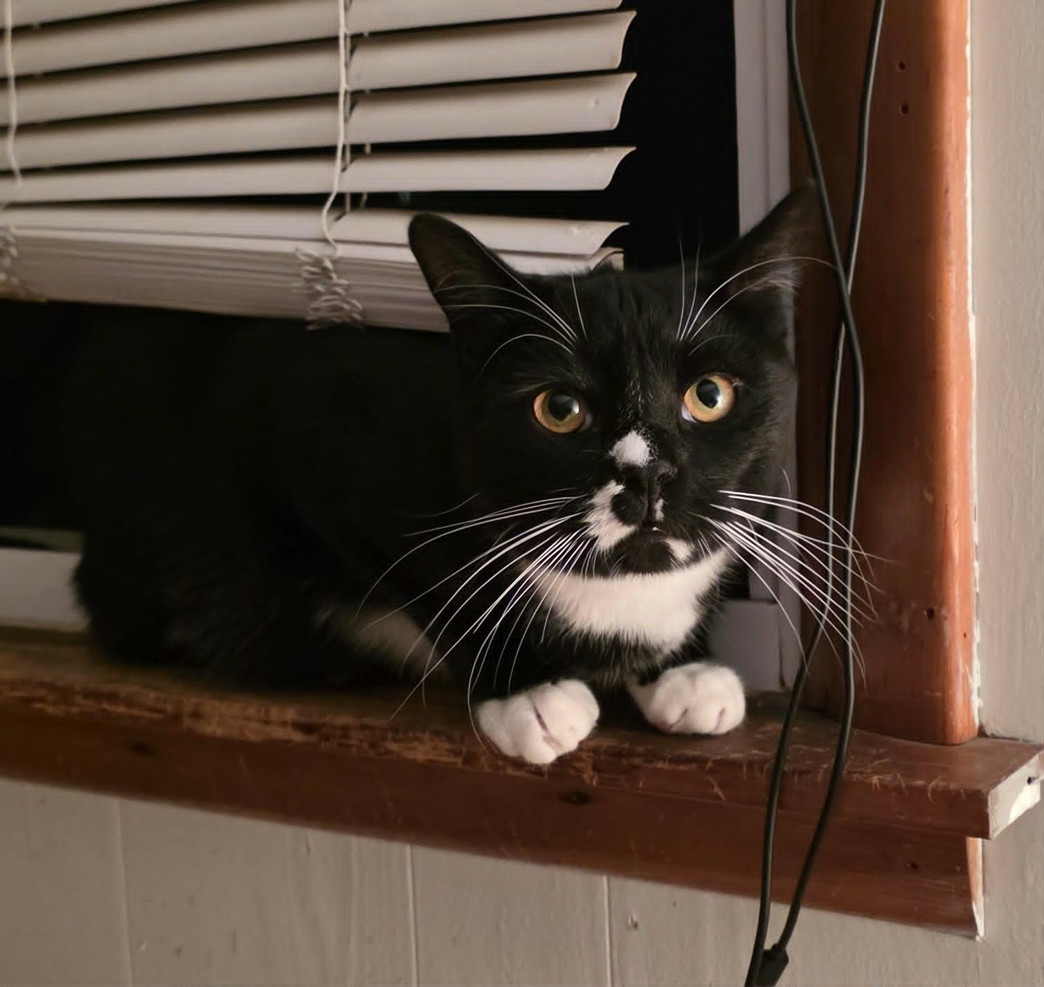 Spectacular Zander, an adopted mixed breed in Harrisburg, PA image 3/6