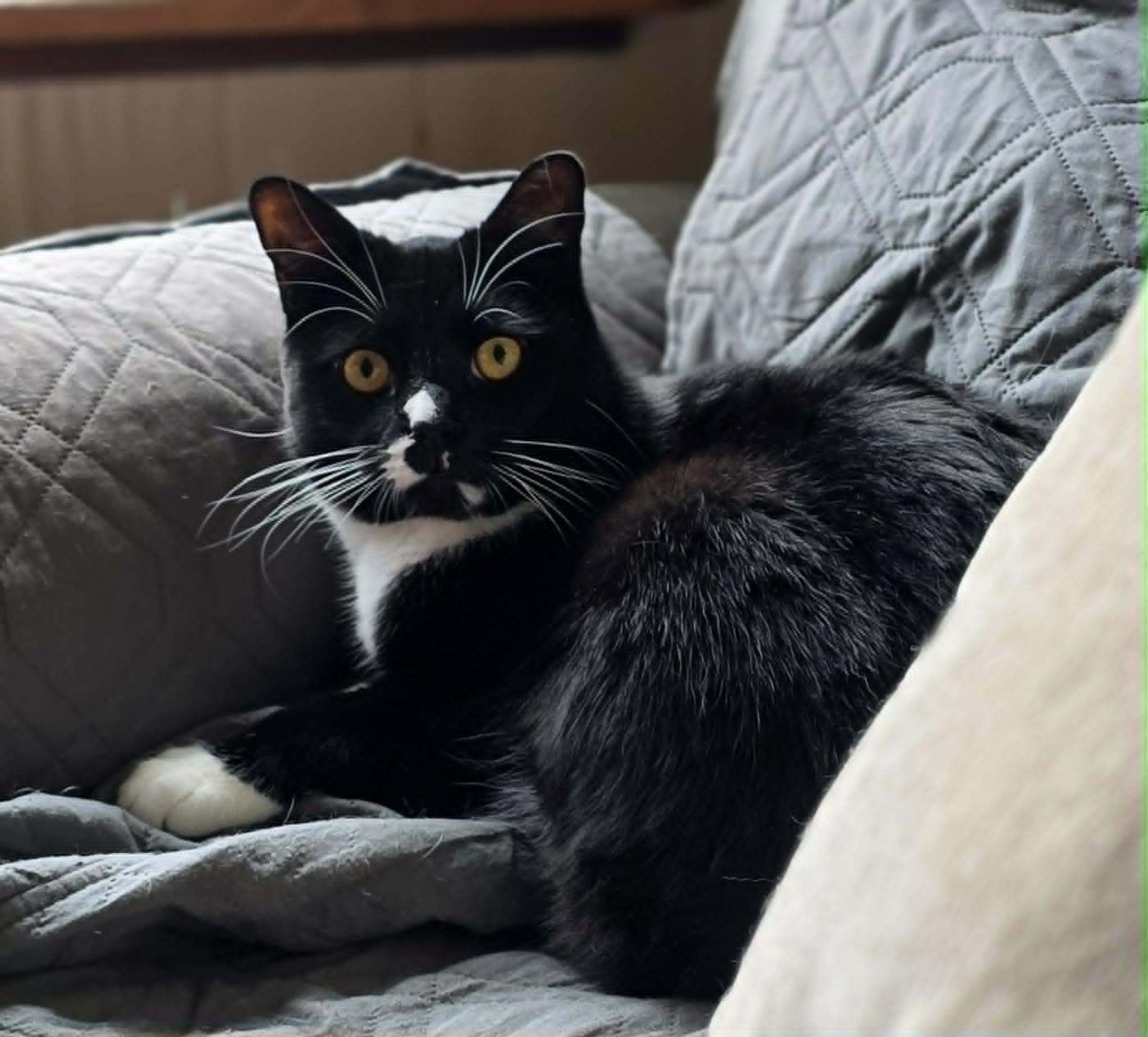 Spectacular Zander, adopted, Young Male Tuxedo & Domestic Short Hair.