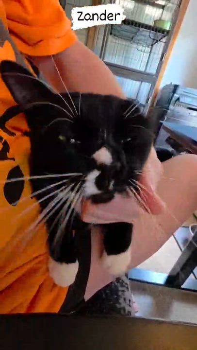 Enlarge Spectacular Zander, an adopted mixed breed in Harrisburg, PA video 4/6
