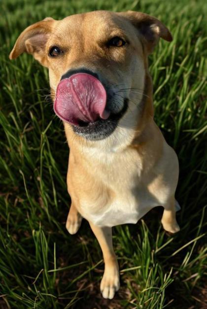 Tecna, Adoptable, Adult Female Shepherd & Mixed Breed.