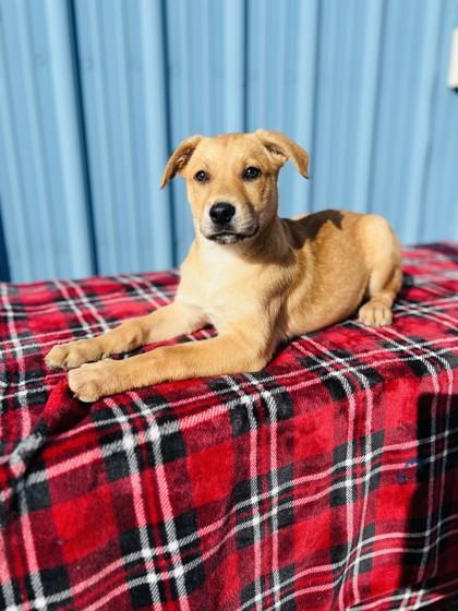 Enlarge Tecna, a Adoptable mixed breed in Visalia, CA image 2/3