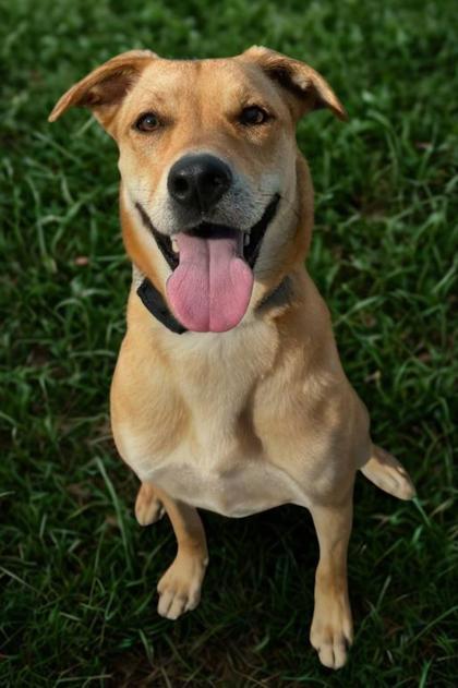 Enlarge Tecna, a Adoptable mixed breed in Visalia, CA image 3/3