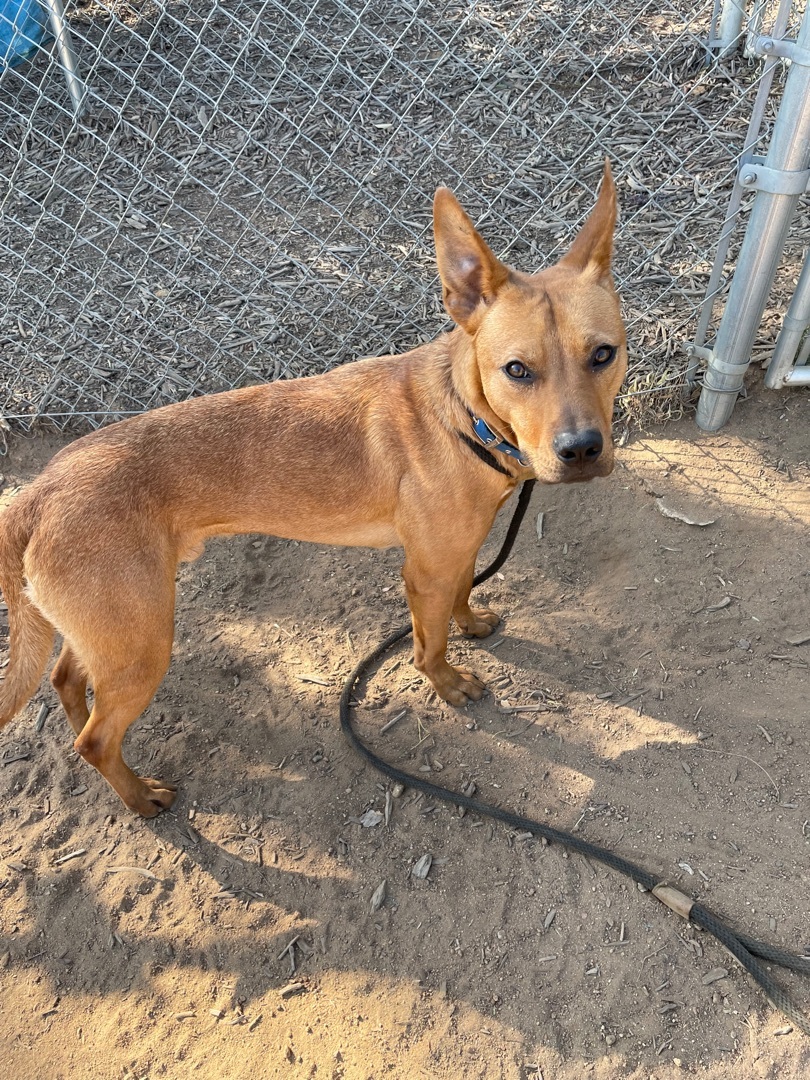Gizmo, Adoptable, Young Male Labrador Retriever.