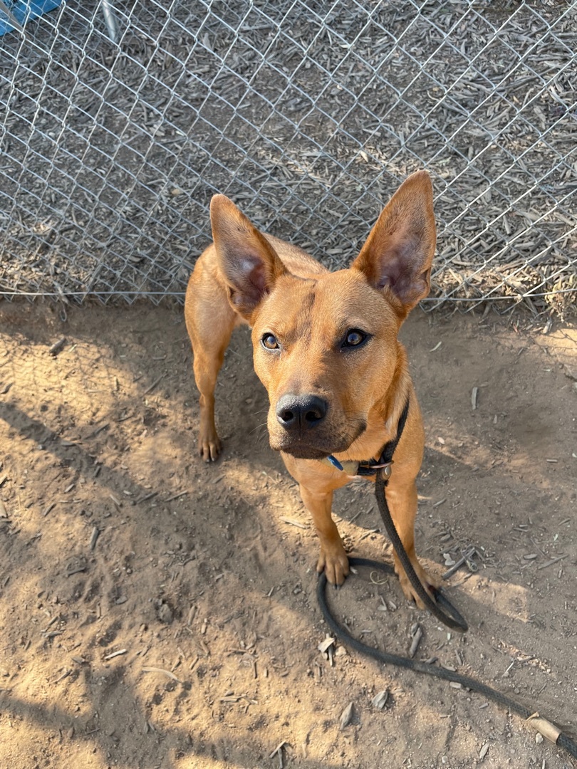 Gizmo, a Adoptable mixed breed in Superior, MT image 2/6