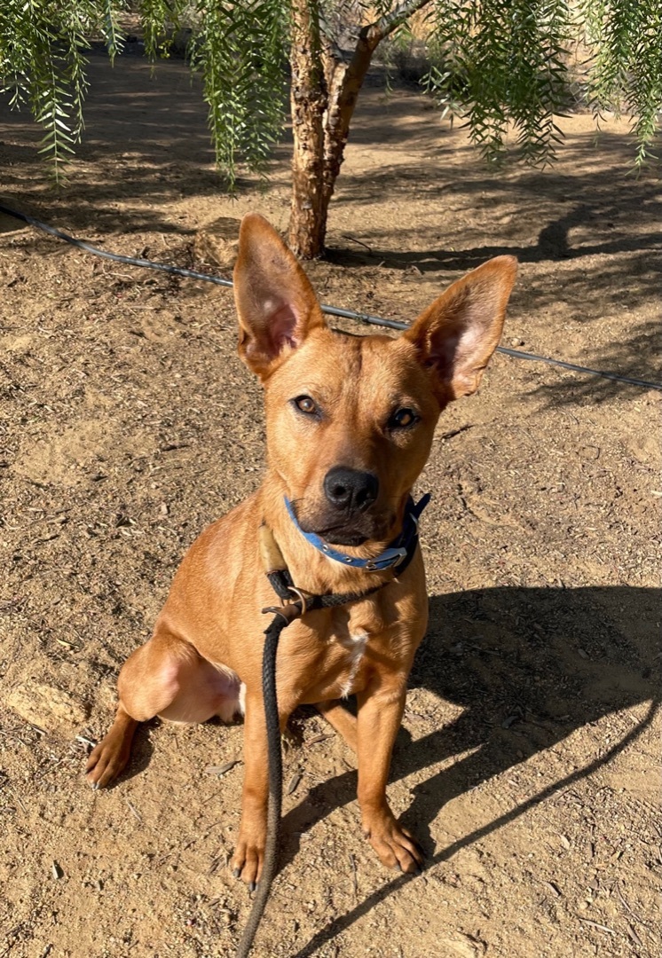 Gizmo, a Adoptable mixed breed in Superior, MT image 3/6