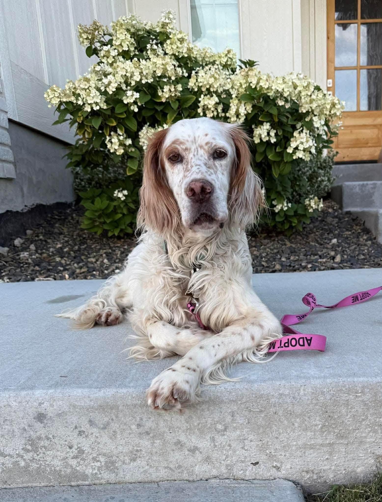 Sydney, a Adoptable Setter in Portland, OR image 1/6