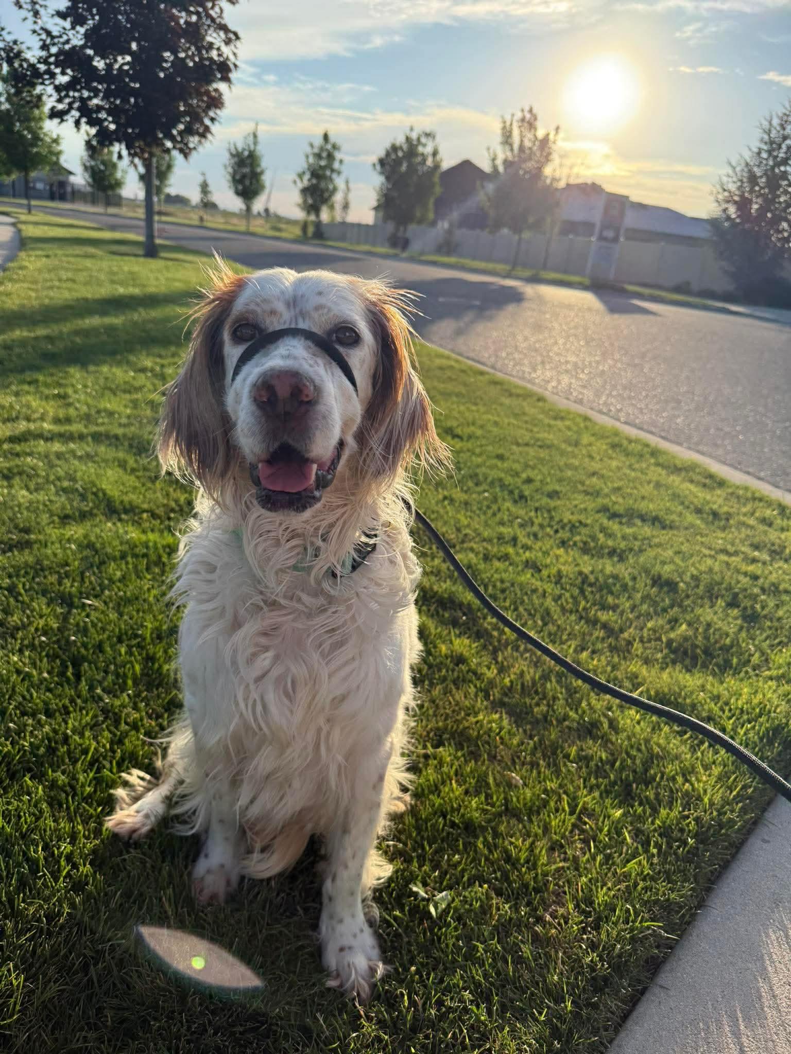 Sydney, a Adoptable Setter in Portland, OR image 2/6