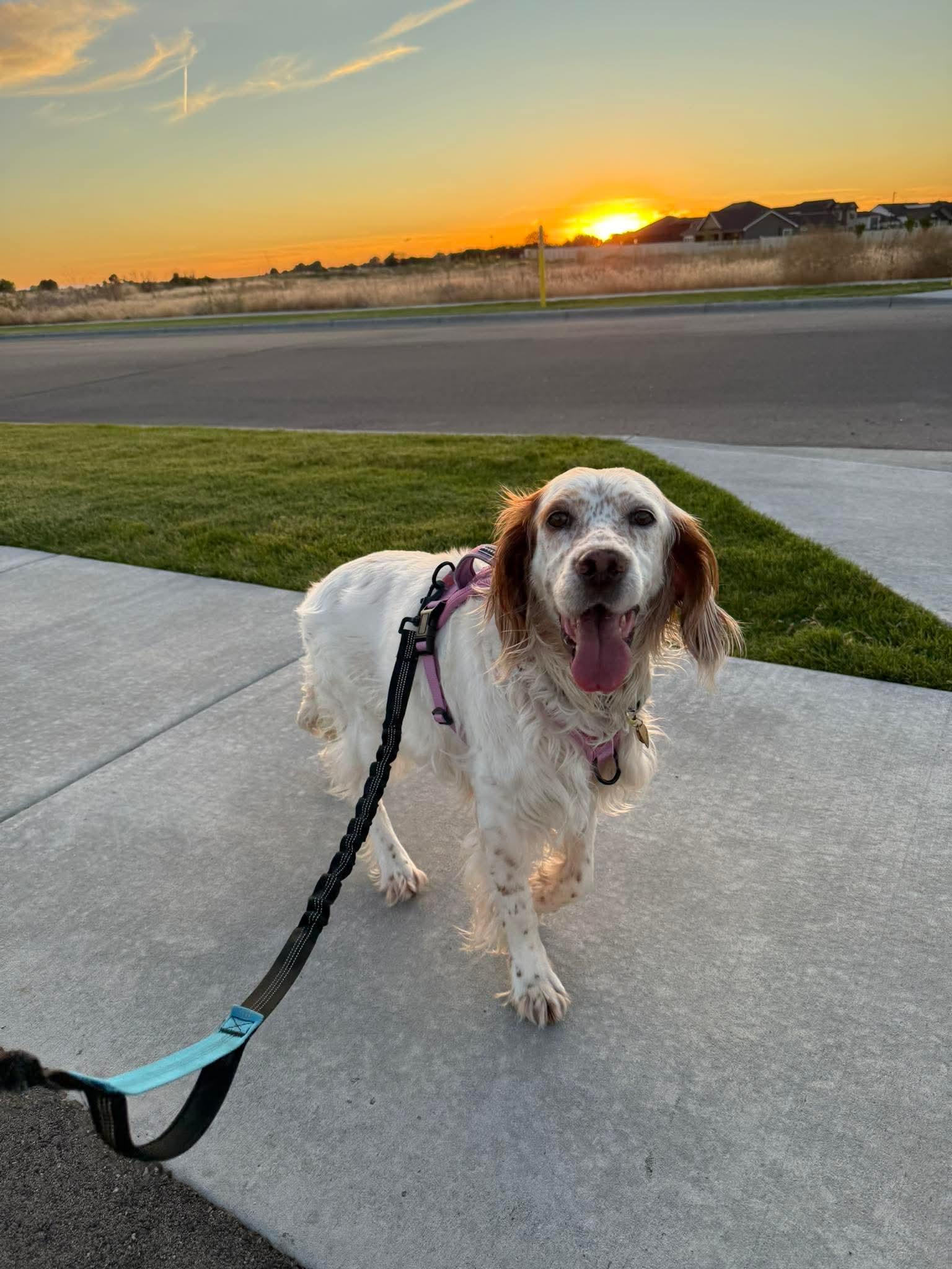 Sydney, a Adoptable Setter in Portland, OR image 6/6