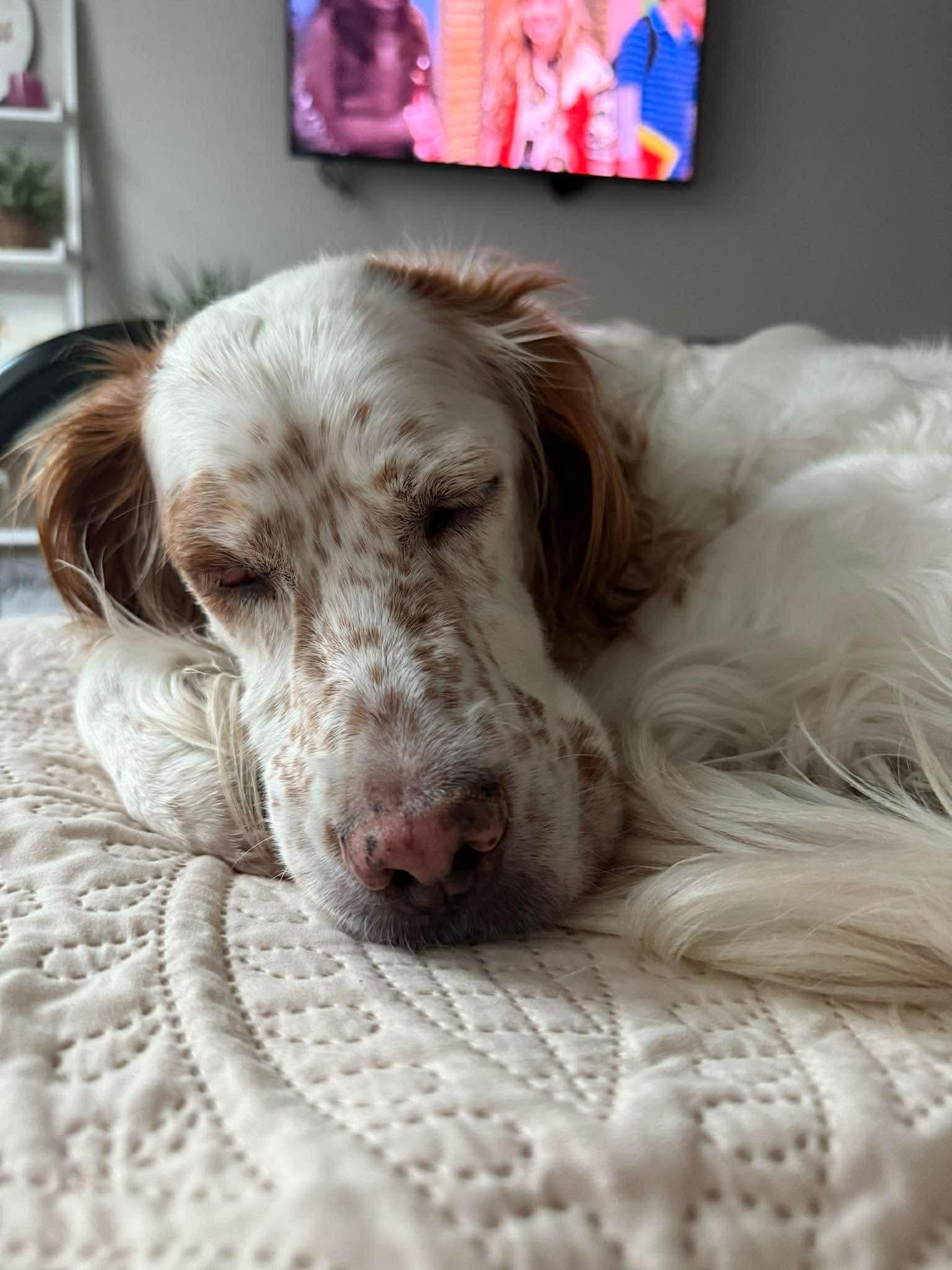 Sydney, a Adoptable Setter in Portland, OR image 3/6