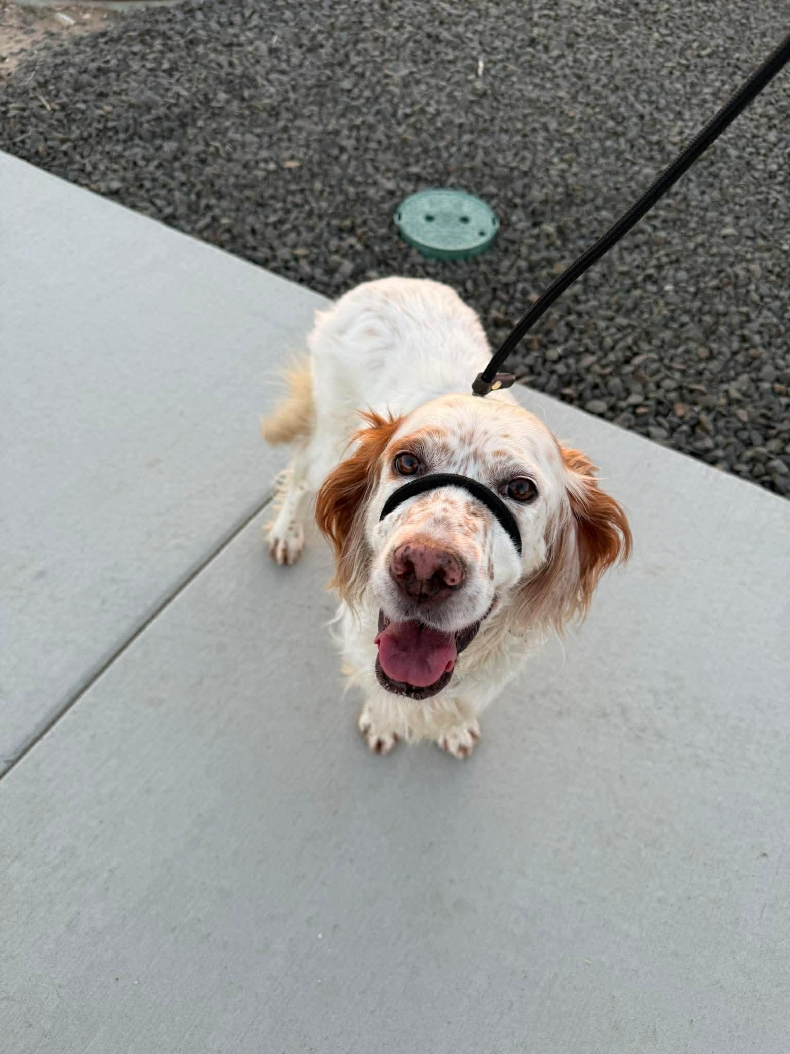 Sydney, a Adoptable Setter in Portland, OR image 4/6