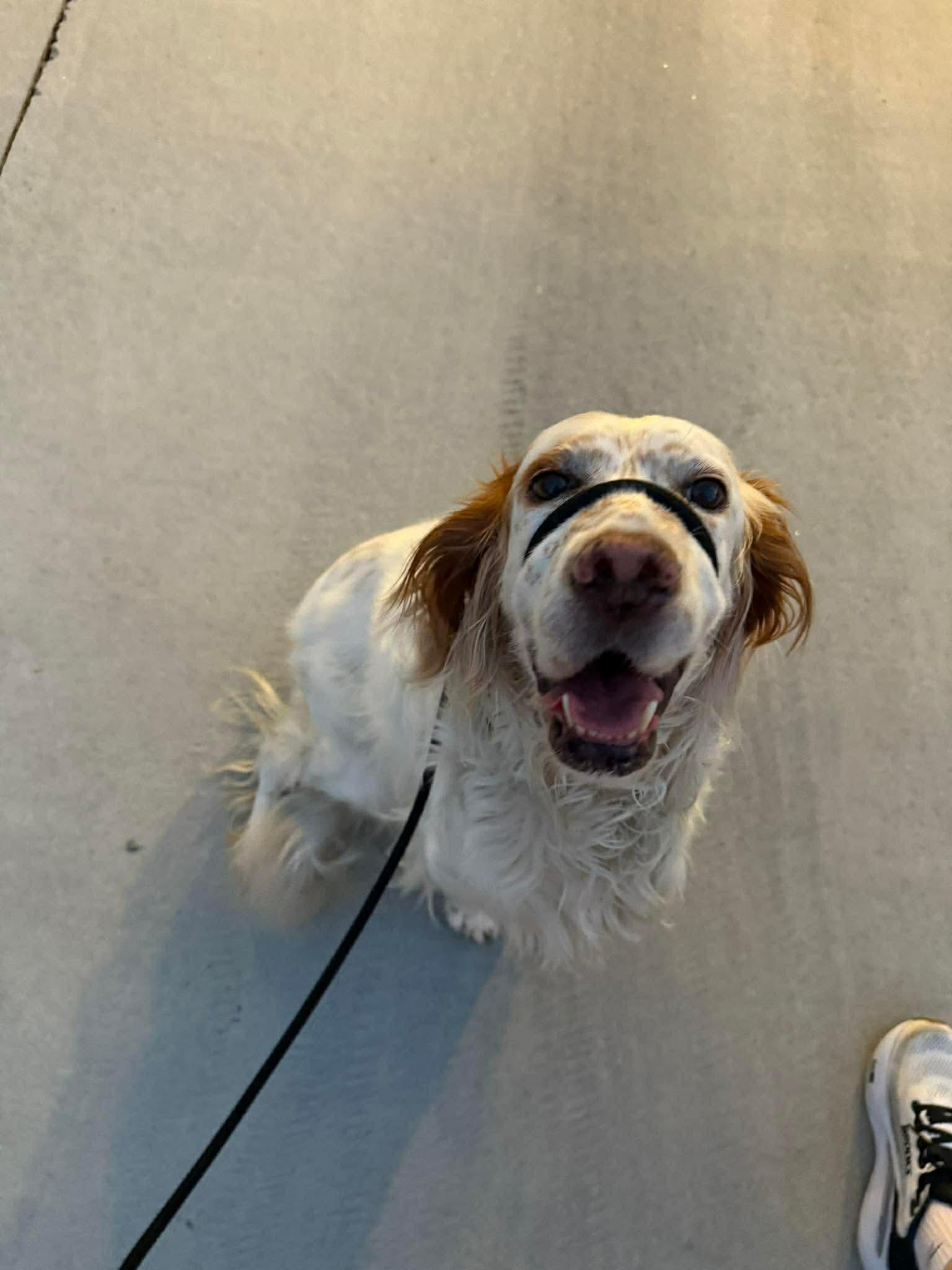 Sydney, a Adoptable Setter in Portland, OR image 5/6