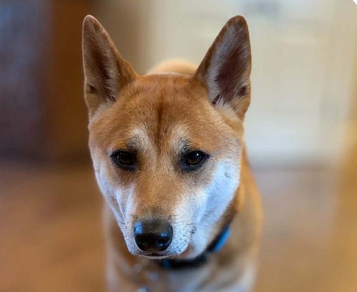 Jax, ADOPTABLE, Adult Male Shiba Inu.