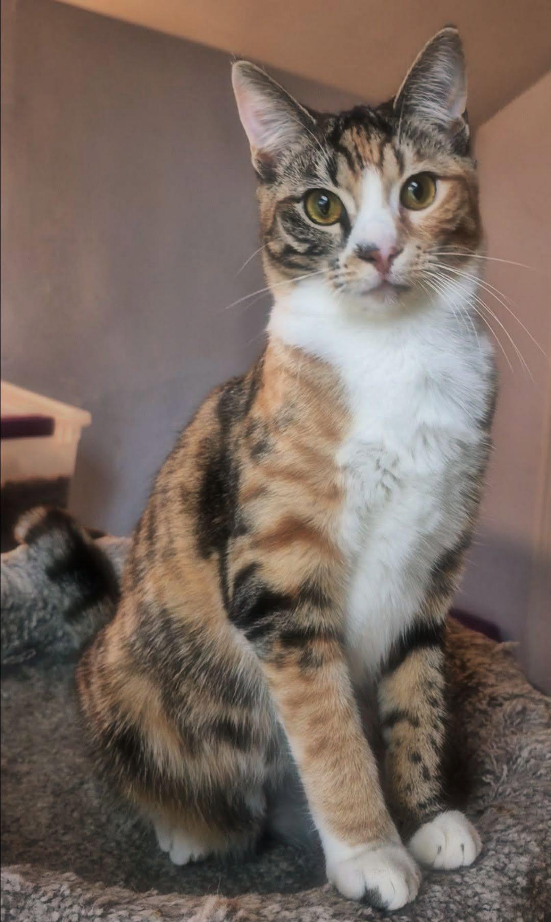 Tahiti, ADOPTABLE, Adult Female Domestic Short Hair.