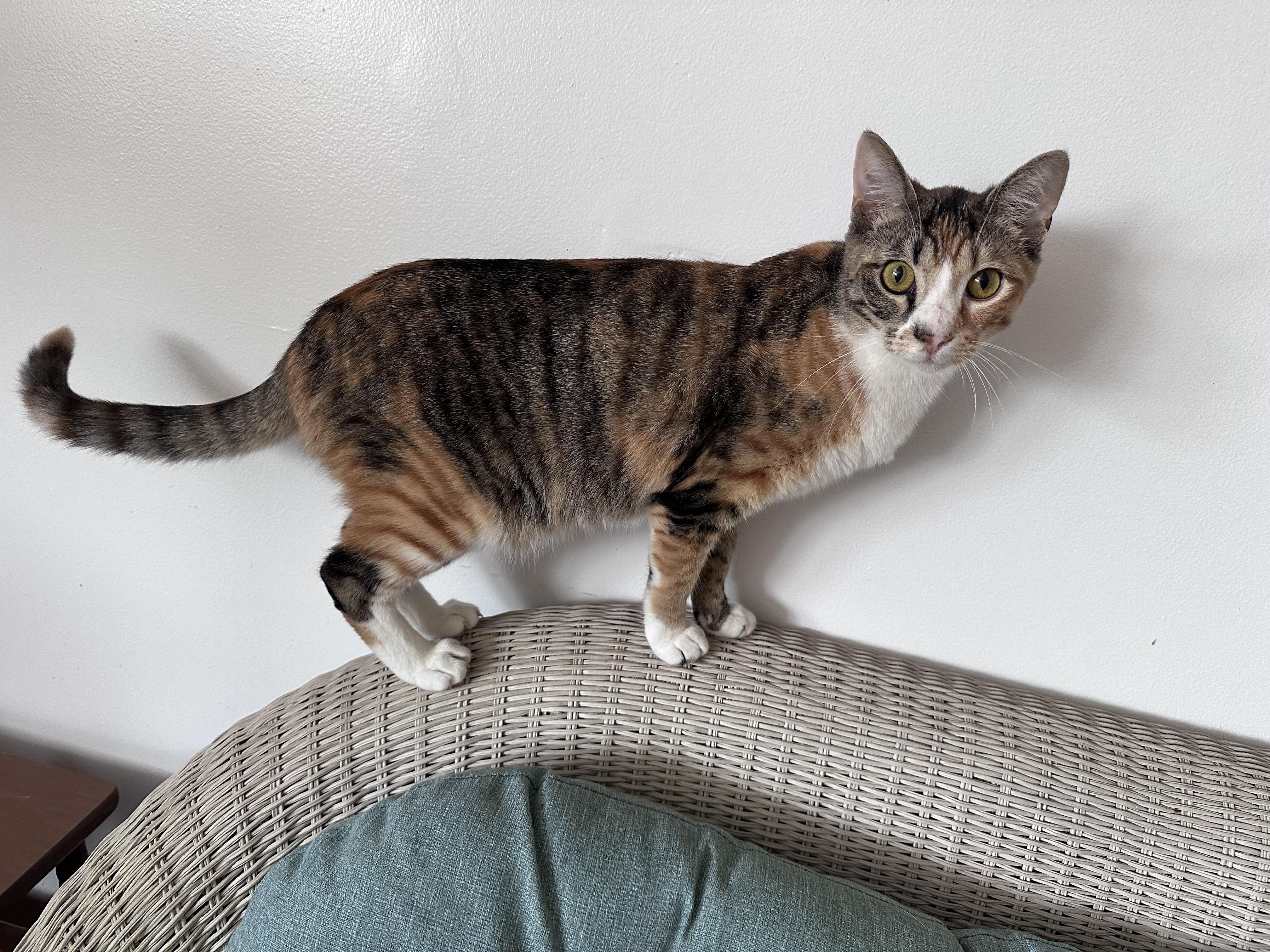 Enlarge Tahiti, a ADOPTABLE Domestic Short Hair in Holland , MI image 2/2