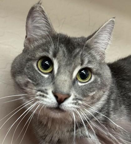 Whimsy, Adoptable, Adult Male Domestic Short Hair & Domestic Short Hair.