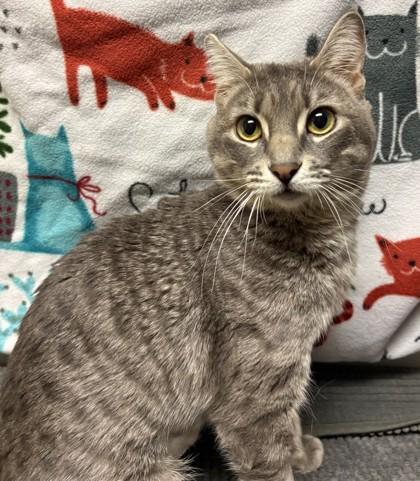 Enlarge Whimsy, a Adoptable Domestic Short Hair in Phoenix, AZ image 2/2